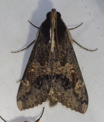 Sphingomorpha chlorea