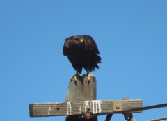 Buteo buteo vulpinus
