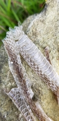 Cubophis vudii