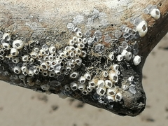 Amphibalanus improvisus