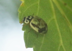 Mulsantina picta