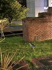 Nycticorax nycticorax
