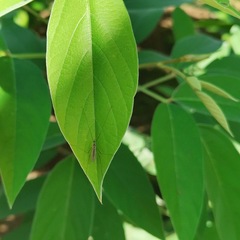 Limoniidae