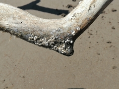 Amphibalanus improvisus