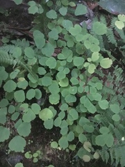 Thalictrum mirabile