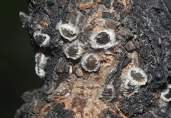Eriococcus spurius