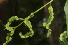 Thecabius populimonilis