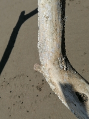 Amphibalanus improvisus