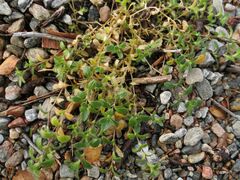 Cerastium holosteoides