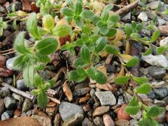 Cerastium holosteoides