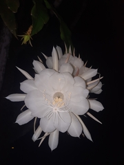 Epiphyllum oxypetalum