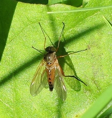 Rhagio