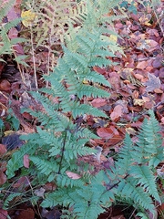 Dryopteris dilatata