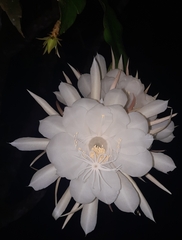 Epiphyllum oxypetalum