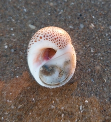 Naticarius stercusmuscarum