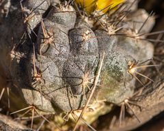 Copiapoa leonensis