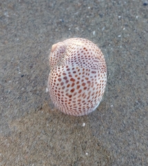 Naticarius stercusmuscarum