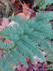 Dryopteris dilatata