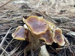 Rhodocollybia butyracea