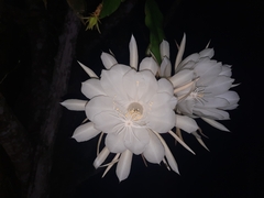 Epiphyllum oxypetalum