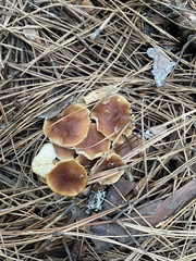 Rhodocollybia butyracea