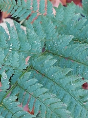 Dryopteris dilatata