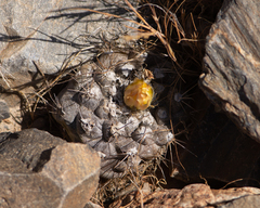 Copiapoa leonensis