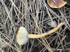 Rhodocollybia butyracea