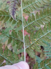 Dryopteris dilatata