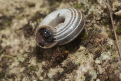Cernuella neglecta