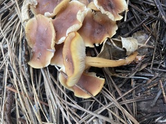 Rhodocollybia butyracea