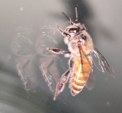 Apis cerana indica