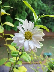 Leucanthemum maximum