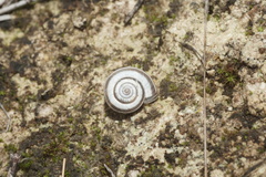 Cernuella neglecta