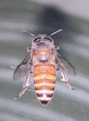 Apis cerana indica