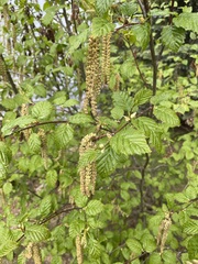 Alnus alnobetula
