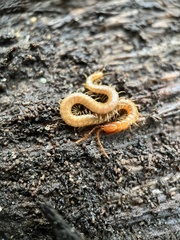Geophilidae