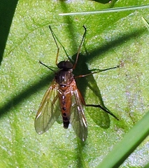 Rhagio