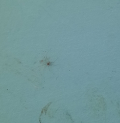 Physocyclus globosus
