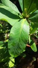 Euphorbia milii
