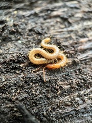 Geophilidae