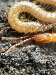 Geophilidae