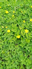 Arachis pintoi