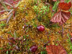 Vaccinium microcarpum