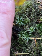 Atrichum undulatum