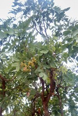 Pericopsis angolensis