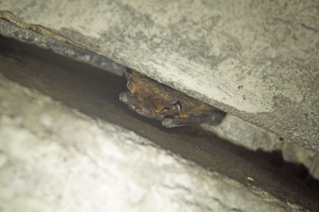 Northern Bat In November 2022 By Stepdi INaturalist   Large 