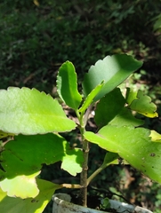 Kalanchoe pinnata