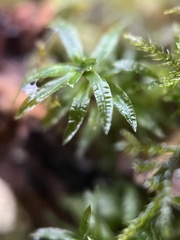 Atrichum undulatum