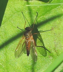 Rhagio